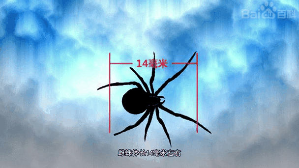 请问HP的黑腹狼蛛和雷蛇的黑腹狼蛛哪个好